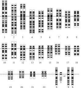 Картинки по запросу "геном людини""